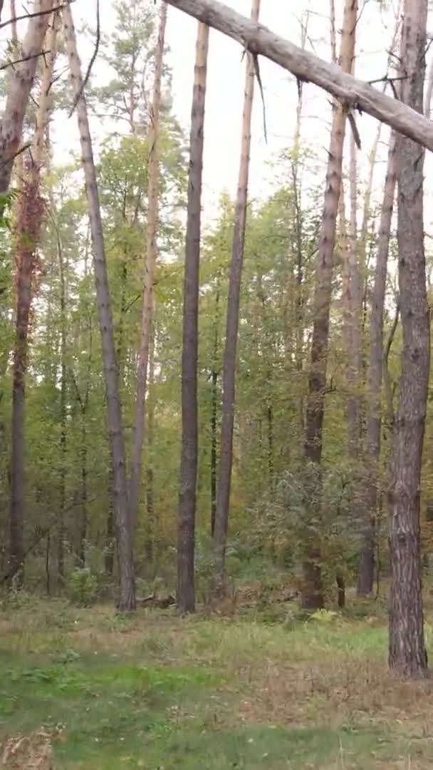 Sonbaharda Birçok Ağacın Olduğu Bir Ormanın Dikey Videosu — Stok video