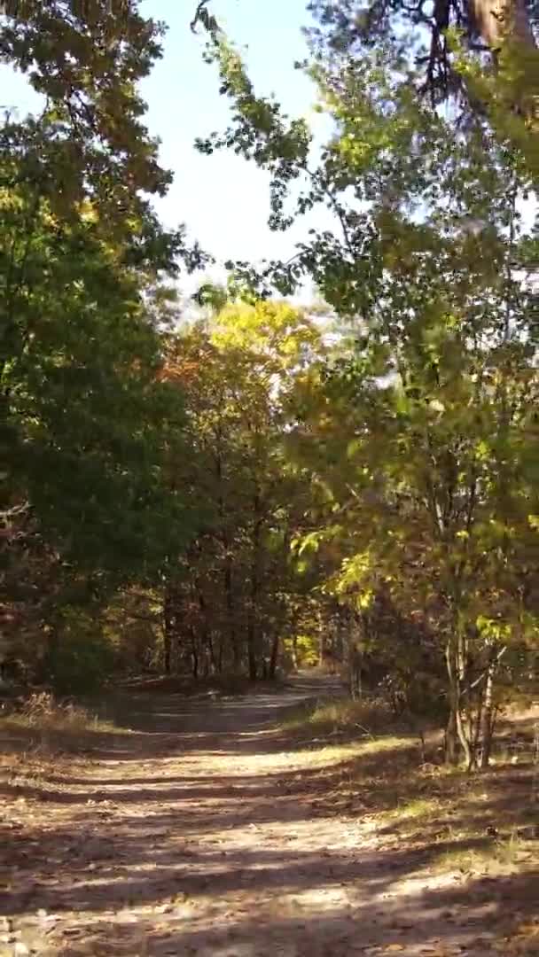 Vídeo Vertical Uma Floresta Com Muitas Árvores Outono — Vídeo de Stock