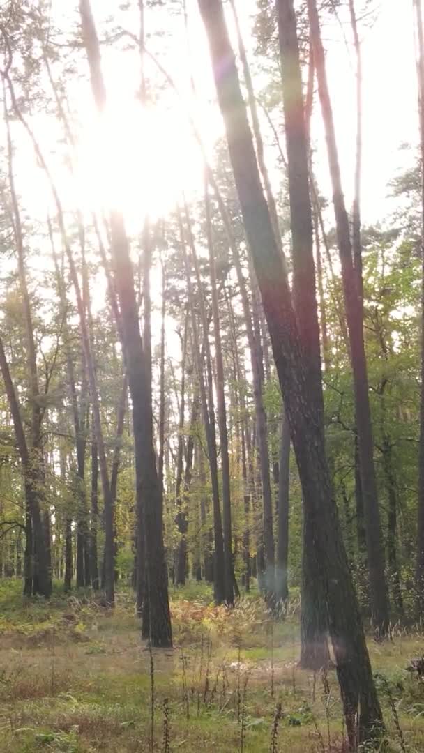 Pionowe Wideo Lasu Wieloma Drzewami Jesienią — Wideo stockowe