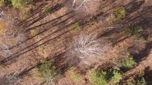 Vertikales Video Eines Waldes Mit Vielen Bäumen Herbst — Stockvideo