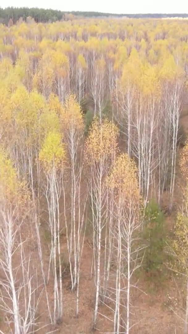 Sonbaharda Birçok Ağacın Olduğu Bir Ormanın Dikey Videosu — Stok video