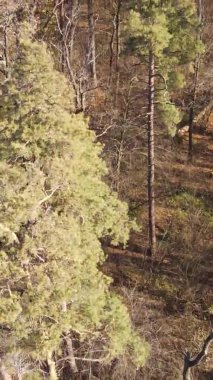 Sonbaharda birçok ağacın olduğu bir ormanın dikey videosu