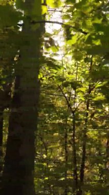 Sonbaharda birçok ağacın olduğu bir ormanın dikey videosu