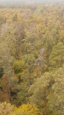 Sonbaharda birçok ağacın olduğu bir ormanın dikey videosu