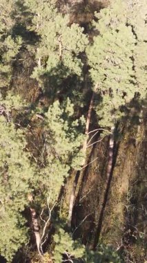 Sonbaharda birçok ağacın olduğu bir ormanın dikey videosu