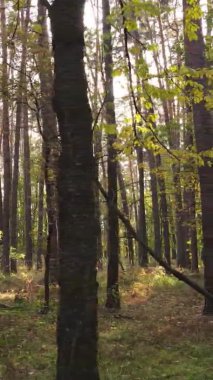 Sonbaharda birçok ağacın olduğu bir ormanın dikey videosu