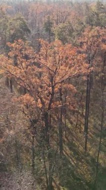 Sonbaharda birçok ağacın olduğu bir ormanın dikey videosu