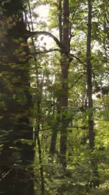 Sonbaharda birçok ağacın olduğu bir ormanın dikey videosu