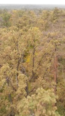 Sonbaharda birçok ağacın olduğu bir ormanın dikey videosu