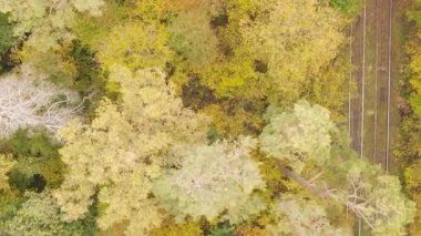 Sonbaharda birçok ağacın olduğu bir ormanın dikey videosu