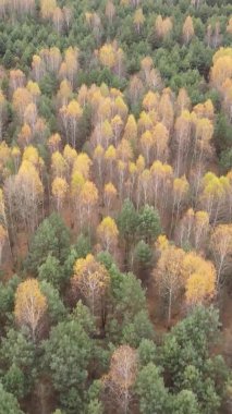 Sonbaharda birçok ağacın olduğu bir ormanın dikey videosu