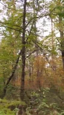 Sonbaharda birçok ağacın olduğu bir ormanın dikey videosu