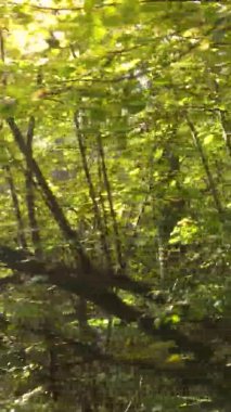 Sonbaharda birçok ağacın olduğu bir ormanın dikey videosu