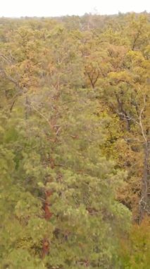 Sonbaharda birçok ağacın olduğu bir ormanın dikey videosu