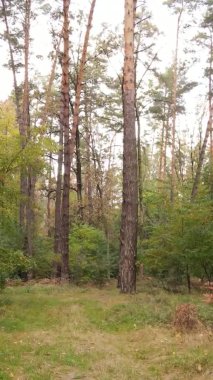 Sonbaharda birçok ağacın olduğu bir ormanın dikey videosu