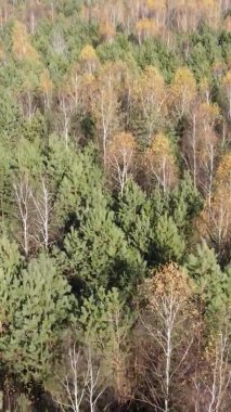 Sonbaharda birçok ağacın olduğu bir ormanın dikey videosu