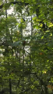 Sonbaharda birçok ağacın olduğu bir ormanın dikey videosu