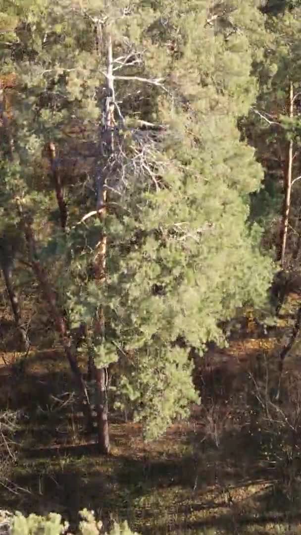 Vídeo Vertical Uma Floresta Com Muitas Árvores Outono — Vídeo de Stock