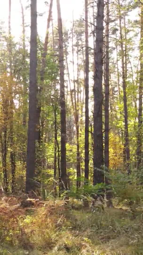 Vertical Video Forest Many Trees Autumn — Stock Video