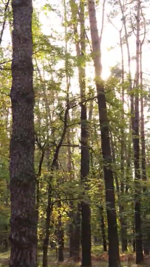 Vidéo Verticale Une Forêt Avec Nombreux Arbres Automne — Video