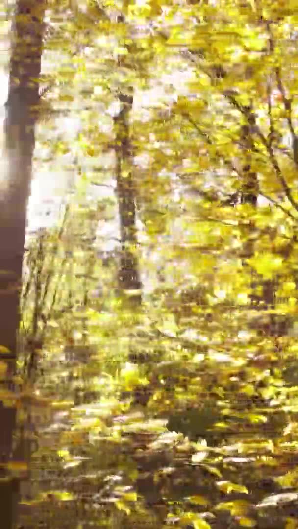 Vertikal Video Skog Med Många Träd Hösten — Stockvideo