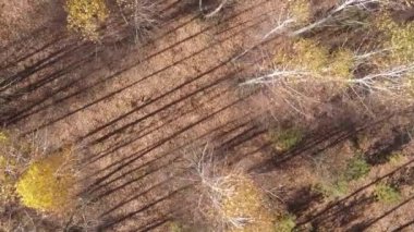 Sonbaharda birçok ağacın olduğu bir ormanın dikey videosu