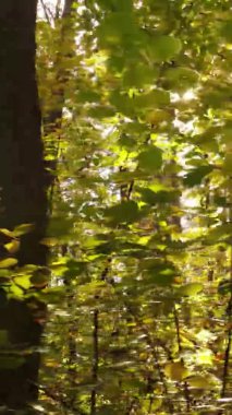 Sonbaharda birçok ağacın olduğu bir ormanın dikey videosu