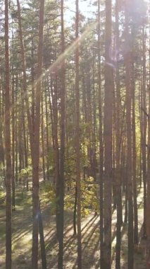 Sonbaharda birçok ağacın olduğu bir ormanın dikey videosu