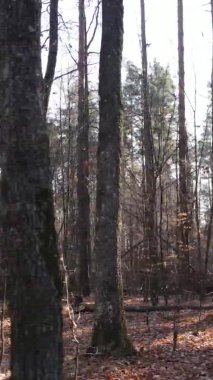 Sonbaharda birçok ağacın olduğu bir ormanın dikey videosu