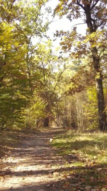 Sonbaharda birçok ağacın olduğu bir ormanın dikey videosu