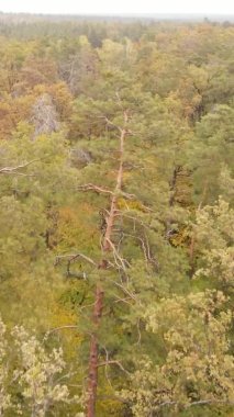 Gündüz Ukrayna 'daki bir sonbahar ormanının dikey videosu