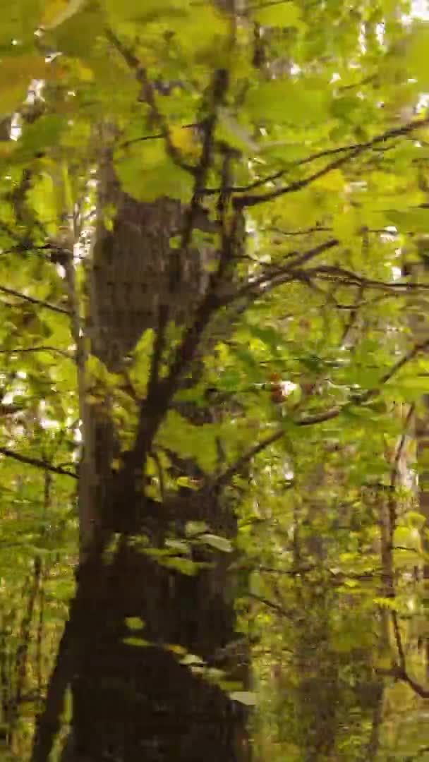 Verticale Video Van Een Bos Met Veel Bomen Herfst — Stockvideo