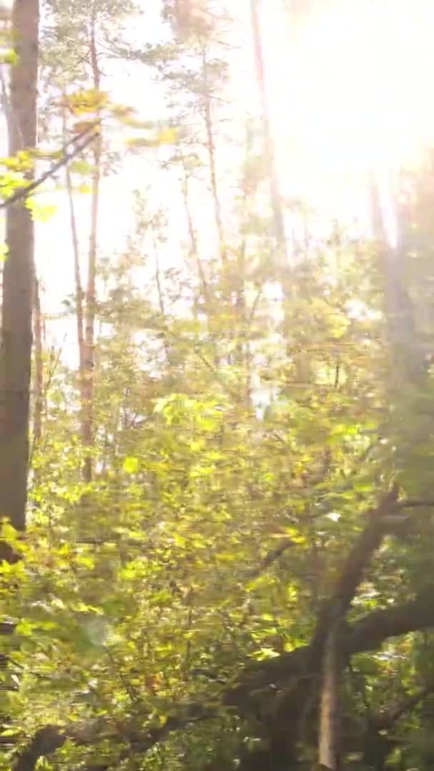 秋に多くの木がある森の垂直ビデオ — ストック動画