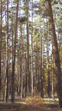 Gündüz Ukrayna 'daki bir sonbahar ormanının dikey videosu