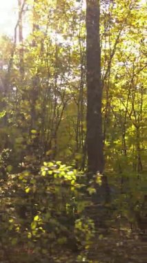 Gündüz Ukrayna 'daki bir sonbahar ormanının dikey videosu