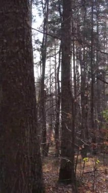 Gündüz Ukrayna 'daki bir sonbahar ormanının dikey videosu