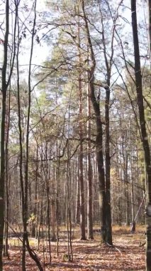 Gündüz Ukrayna 'daki bir sonbahar ormanının dikey videosu