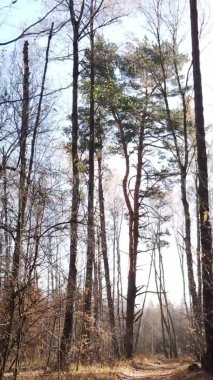 Gündüz Ukrayna 'daki bir sonbahar ormanının dikey videosu