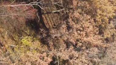 Gündüz Ukrayna 'daki bir sonbahar ormanının dikey videosu