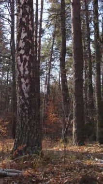 Gündüz Ukrayna 'daki bir sonbahar ormanının dikey videosu