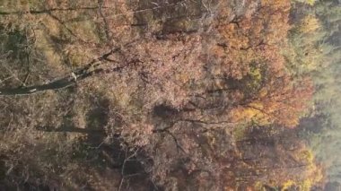 Gündüz Ukrayna 'daki bir sonbahar ormanının dikey videosu