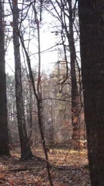 Gündüz Ukrayna 'daki bir sonbahar ormanının dikey videosu