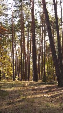 Gündüz Ukrayna 'daki bir sonbahar ormanının dikey videosu