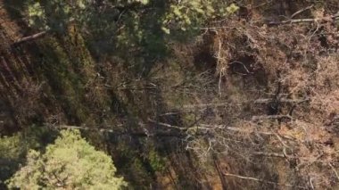 Gündüz Ukrayna 'daki bir sonbahar ormanının dikey videosu