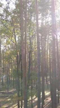 Gündüz Ukrayna 'daki bir sonbahar ormanının dikey videosu