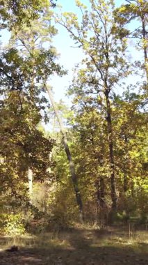 Gündüz Ukrayna 'daki bir sonbahar ormanının dikey videosu