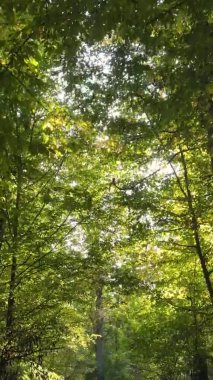 Gündüz Ukrayna 'daki bir sonbahar ormanının dikey videosu