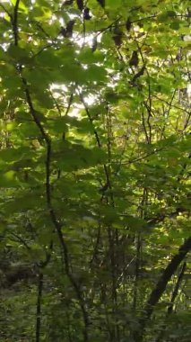 Gündüz Ukrayna 'daki bir sonbahar ormanının dikey videosu