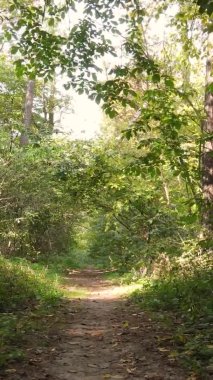 Gündüz Ukrayna 'daki bir sonbahar ormanının dikey videosu