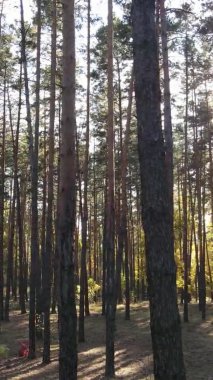 Gündüz Ukrayna 'daki bir sonbahar ormanının dikey videosu